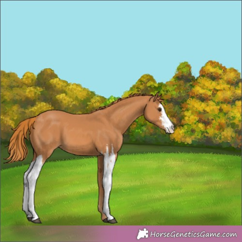 Horse Color:Chestnut 