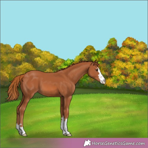 Horse Color:Chestnut 