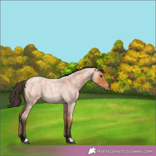 Horse Color:Bay Roan 