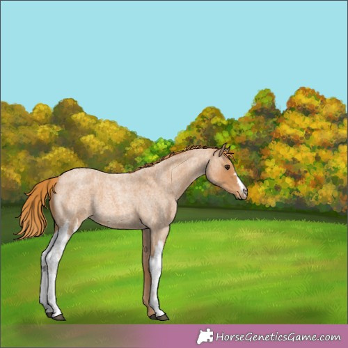 Horse Color:Red Roan 