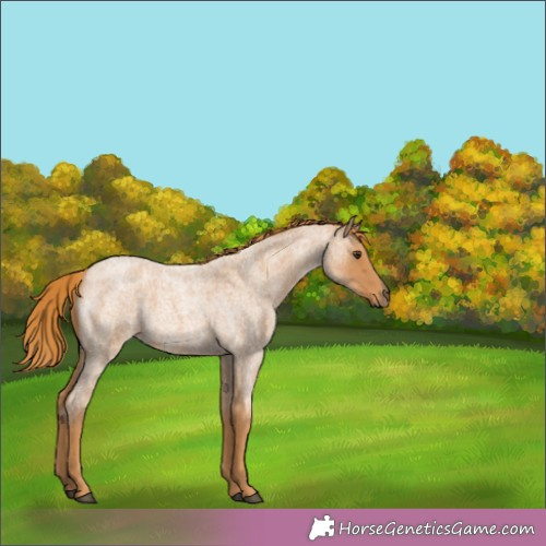 Horse Color:Red Roan 