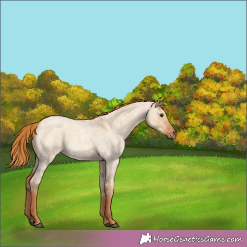 Horse Color:Red Dun Roan 