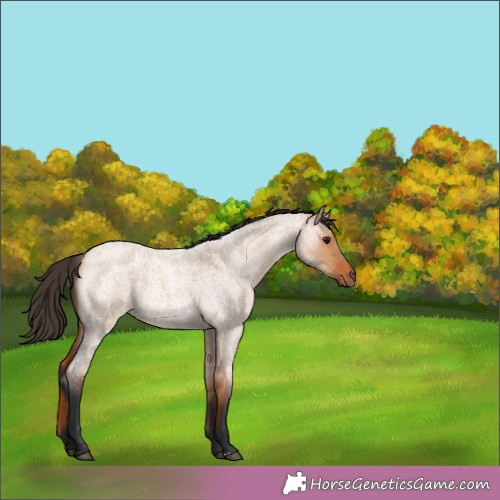 Horse Color:Bay Roan Dun 