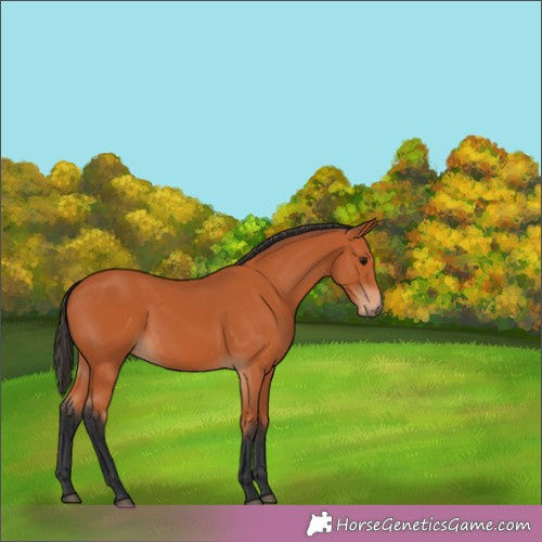 Horse Color:Bay 