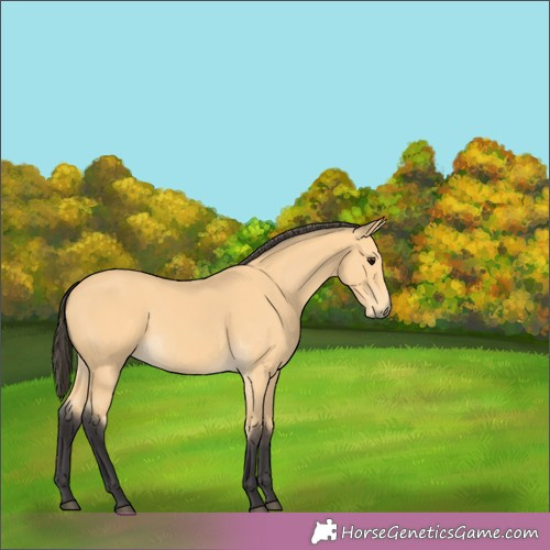 Horse Color:Buckskin 