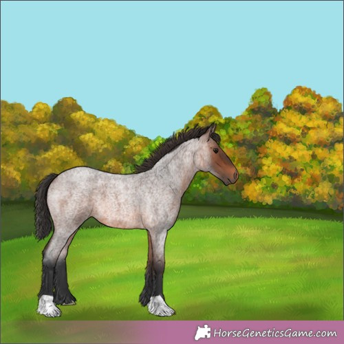 Horse Color:Brown Roan 