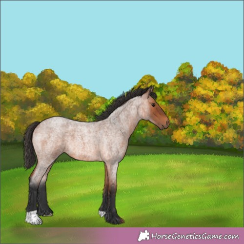 Horse Color:Unknown 