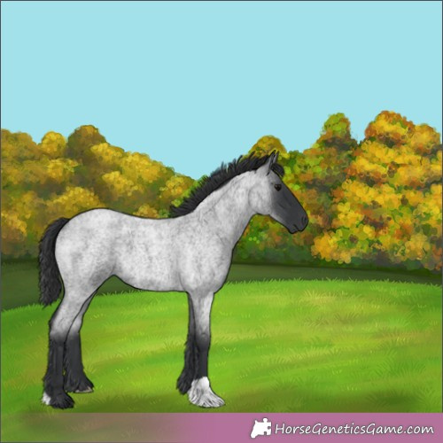 Horse Color:Blue Roan 