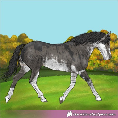 Horse Color:White Spotted Grullo Brindle 