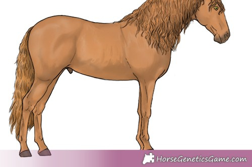 Horse Color: Unknown 