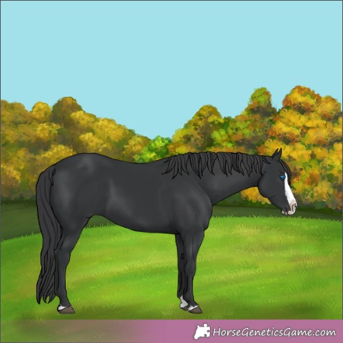 Horse Color: Black Splash 