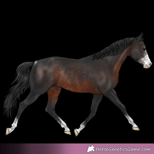 Horse Color: Brown Sabino Rabicano 