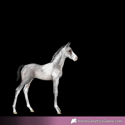 Horse Color:Brown Roan Sabino Rabicano 