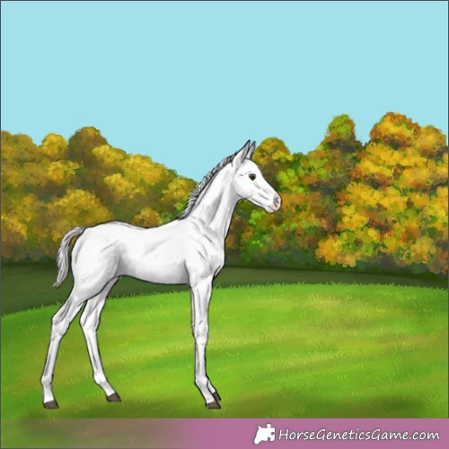 Horse Color:Silver Brown Dun Sabino Rabicano 