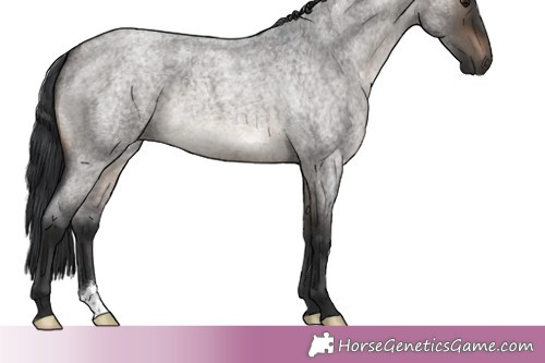 Horse Color:Brown Roan Dun 