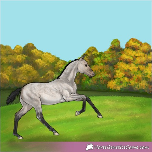 Horse Color:Brown Roan Dun Sabino 