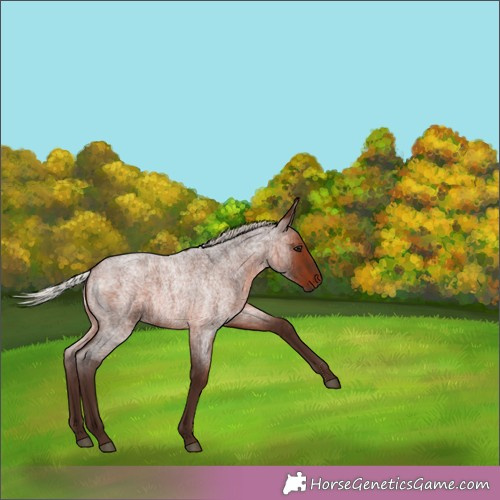 Horse Color:Silver Brown Roan Rabicano 
