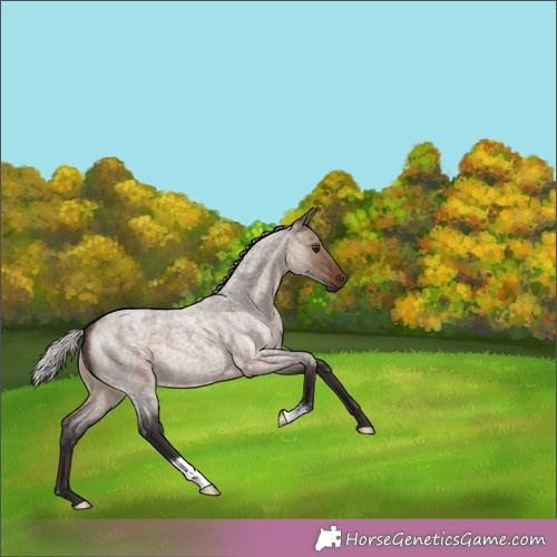 Horse Color:Silver Brown Roan Dun 