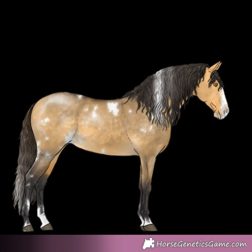 Horse Color: White Spotted Buckskin Dun Splash Rabicano 