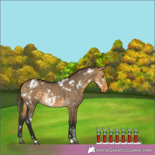 Horse Color:White Spotted Buckskin Dun Blanket 