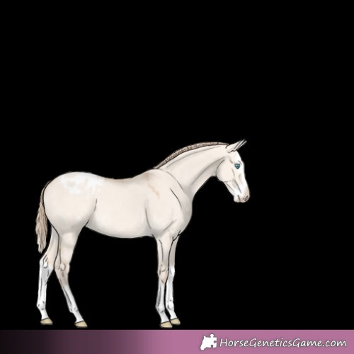 Horse Color:Perlino Dun Splash Appaloosa 