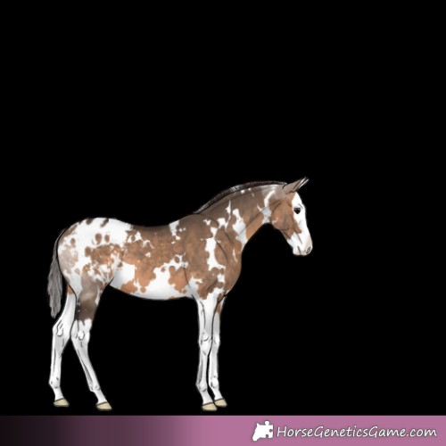 Horse Color:White Spotted Brown Dun Splash Appaloosa 
