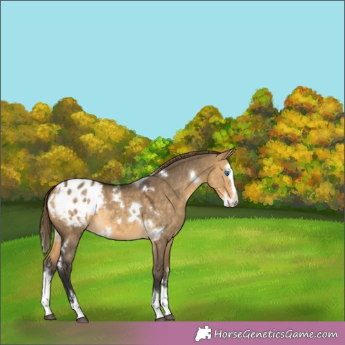 Horse Color:White Spotted Buckskin Dun Splash Appaloosa 