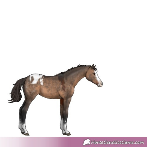 Horse Color:Brown Dun Splash Appaloosa 