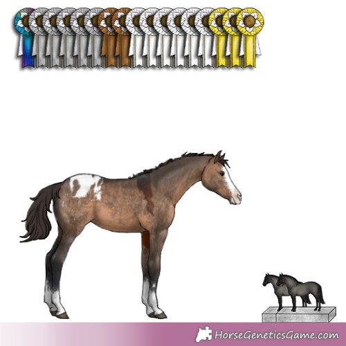 Horse Color:Brown Dun Splash Blanket 