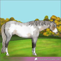 Horse Color:Unknown 