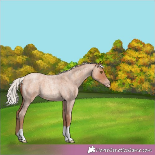 Horse Color:Silver Amber Champagne Roan 
