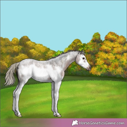 Horse Color:Gray Silver Brown Roan Splash Frame 
