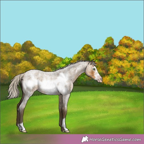 Horse Color:Gray Silver Sable Cream Champagne Roan Frame 