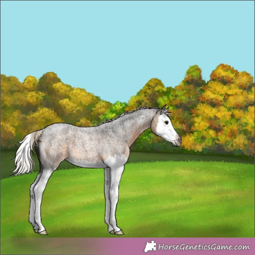 Horse Color:Gray Silver Buckskin Roan Splash 