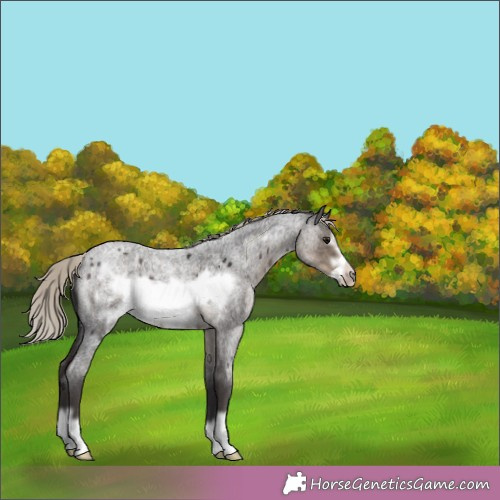 Horse Color:Silver Smoky Blue Roan Frame 