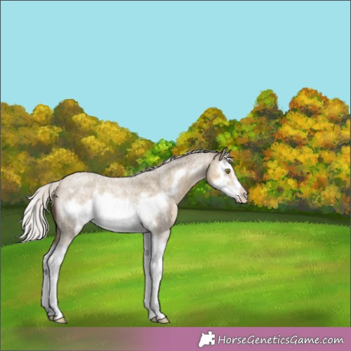 Horse Color:Silver Classic Cream Champagne Roan Splash Frame 