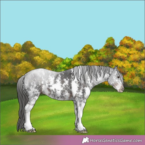 Horse Color: White Spotted Liver Chestnut Sabino 