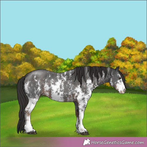 Horse Color: Liver Chestnut Sabino 