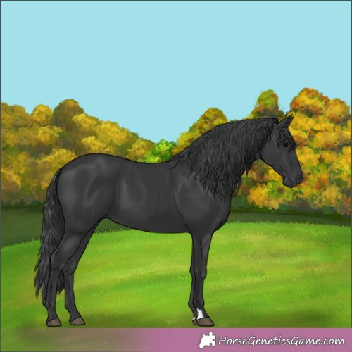 Horse Color:Black 