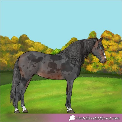 Horse Color:Brown Merle 