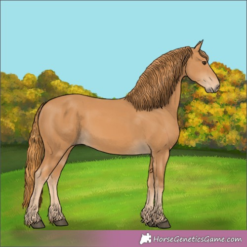 Horse Color:Unknown 