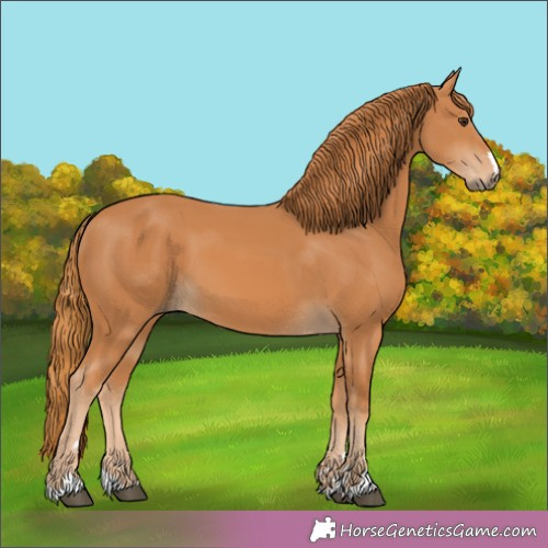 Horse Color:Unknown 