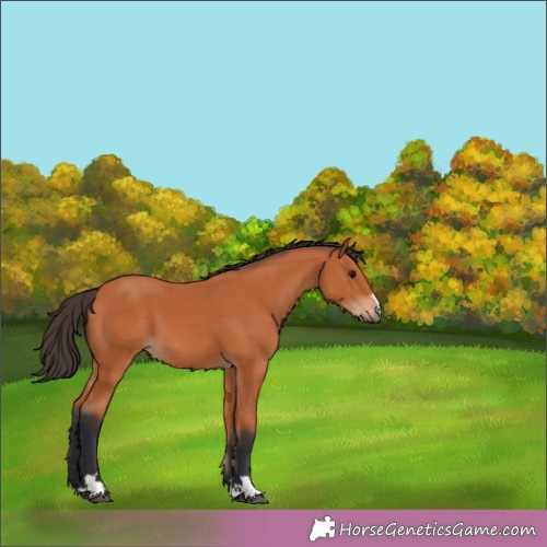 Horse Color:Unknown 