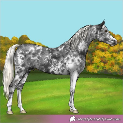 Horse Color: Unknown 