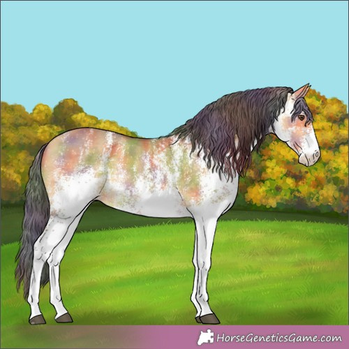 Horse Color: Unknown 