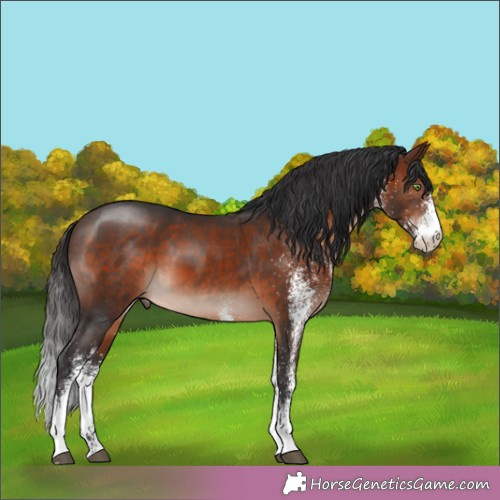 Horse Color: White Spotted Brown 