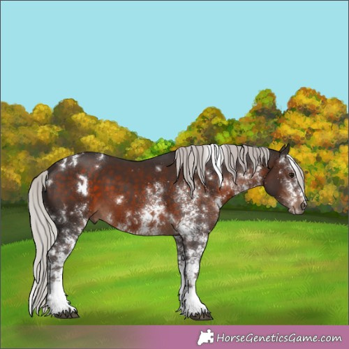 Horse Color: Unknown 