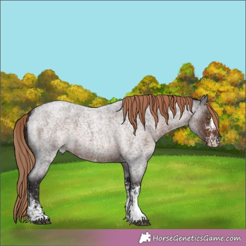 Horse Color: Unknown 