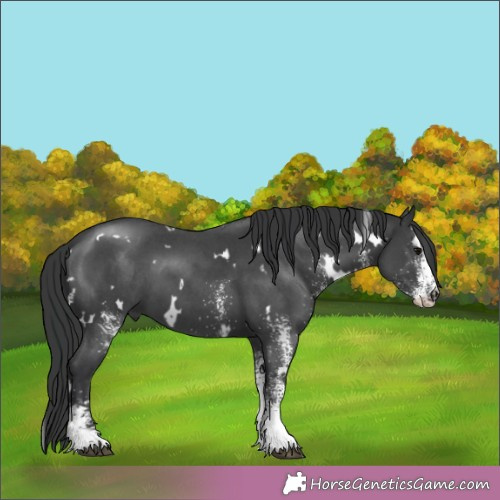 Horse Color: Unknown 