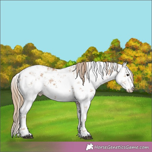 Horse Color: Unknown 